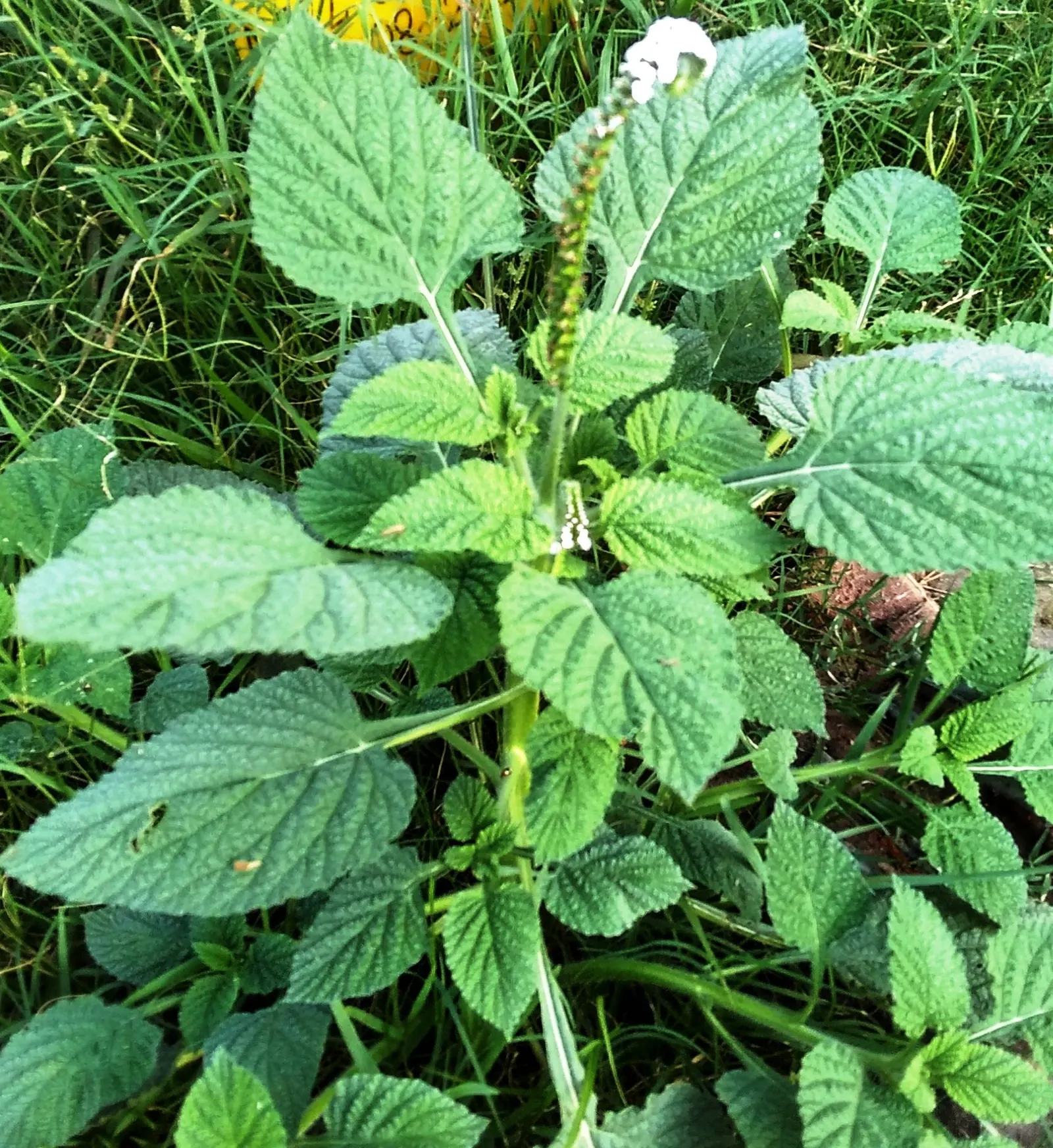 Heliotrope (Heliotropium Arborescens 'Alba') — stress the importance of deadheading to encourage continued blooming throughout the growing season