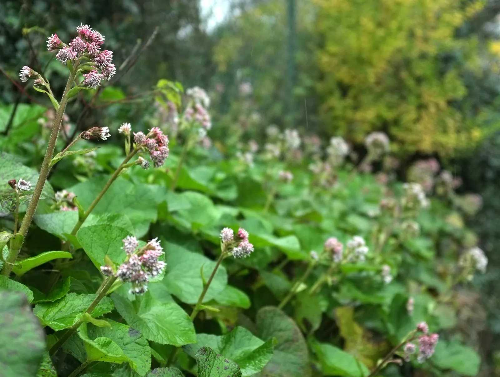 Heliotrope (Heliotropium Arborescens 'Alba') — which extends from late spring to early fall