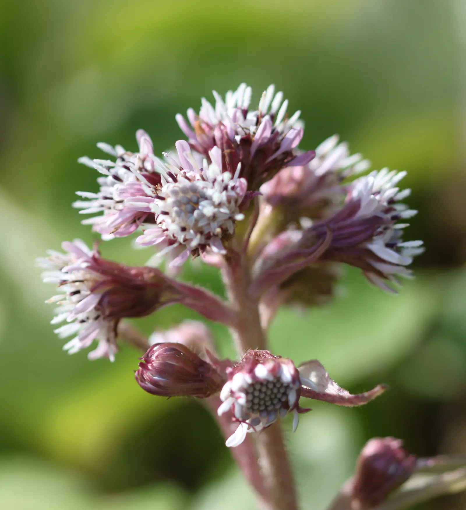 Heliotrope (Heliotropium Arborescens 'Alba') — Ideal for borders, it thrives in full sun to partial shade and prefers well-drained soil; the heliotrope prefers