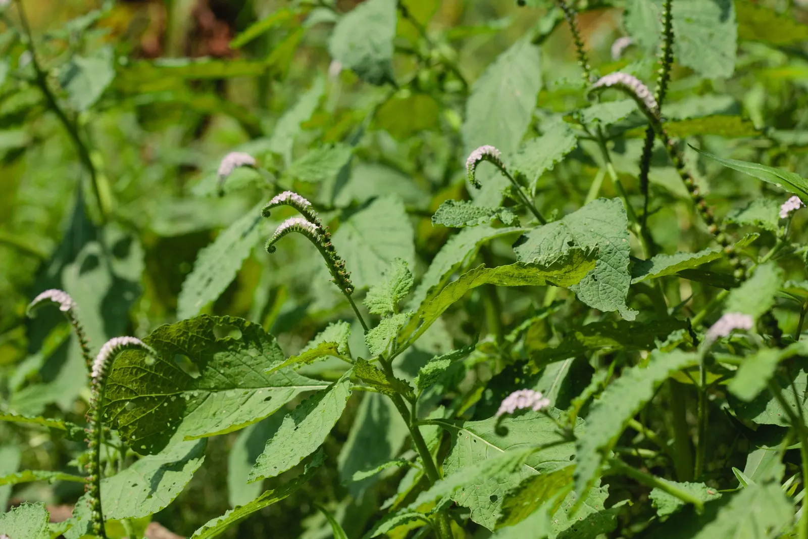 Heliotrope (Heliotropium Arborescens 'Alba') — inform them that all parts of Heliotropium arborescens are toxic if ingested, image 50
