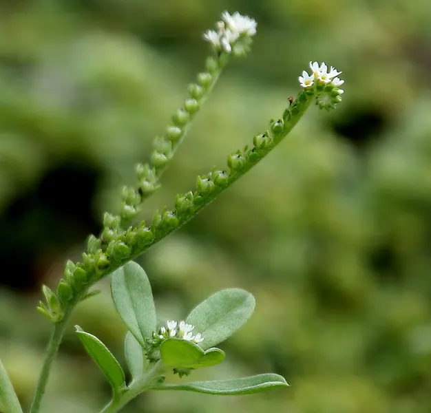 Heliotrope (Heliotropium Arborescens 'Alba') — perennial with white blooms