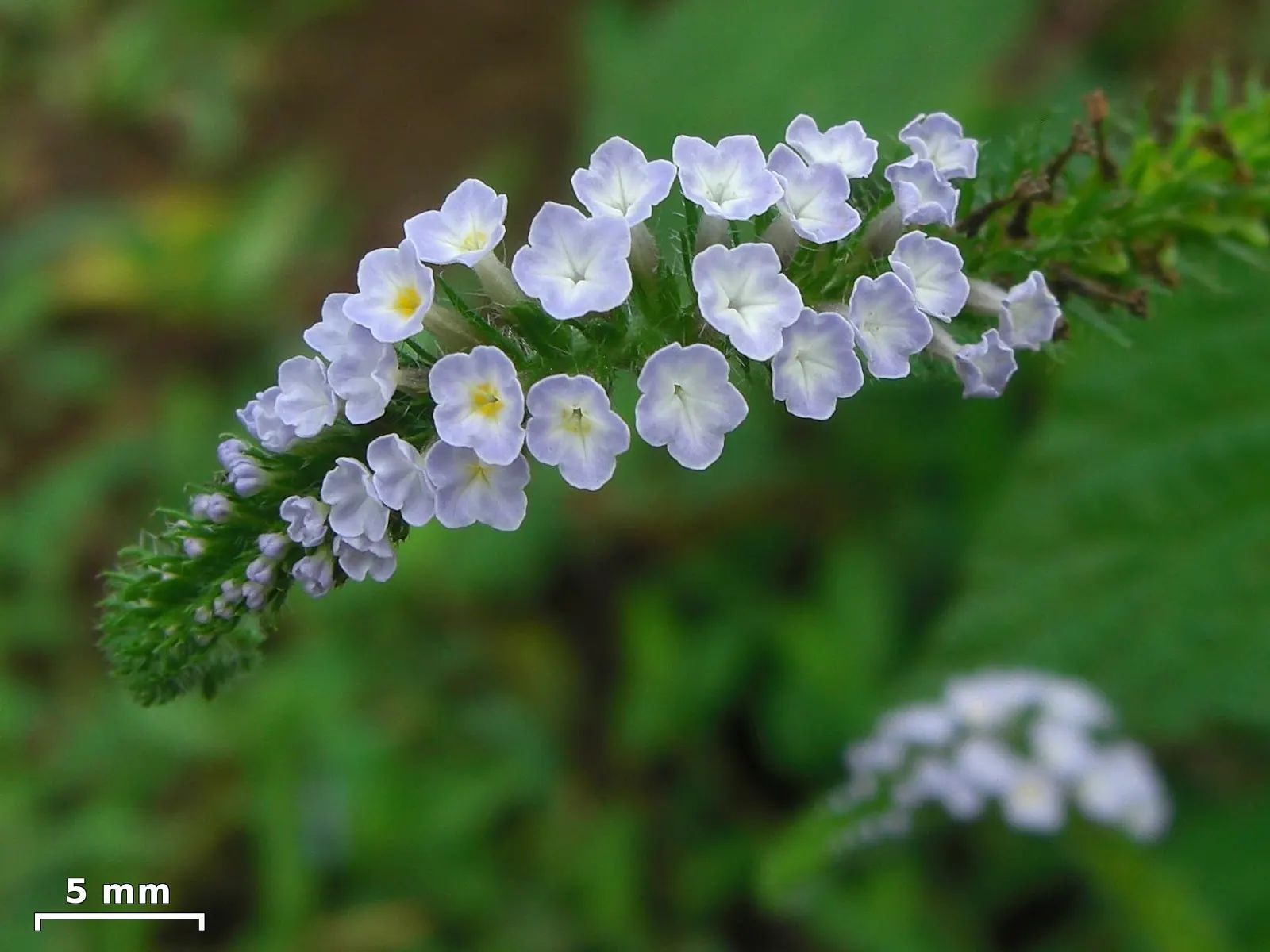 Heliotrope (Heliotropium Arborescens 'Alba') — a charming perennial widely known as the White Heliotrope
