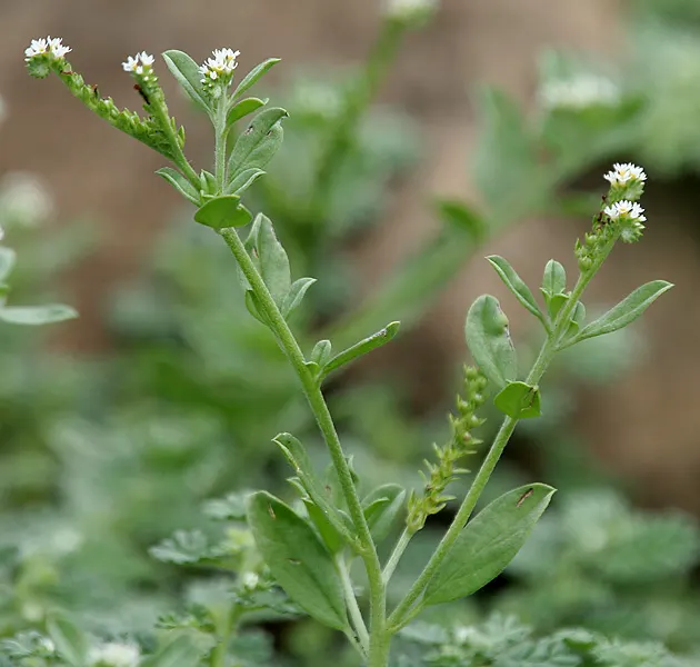 Heliotrope (Heliotropium Arborescens 'Alba') — it is often grown as an annual in cooler regions.<br><br>The plant reaches a modest height and spread