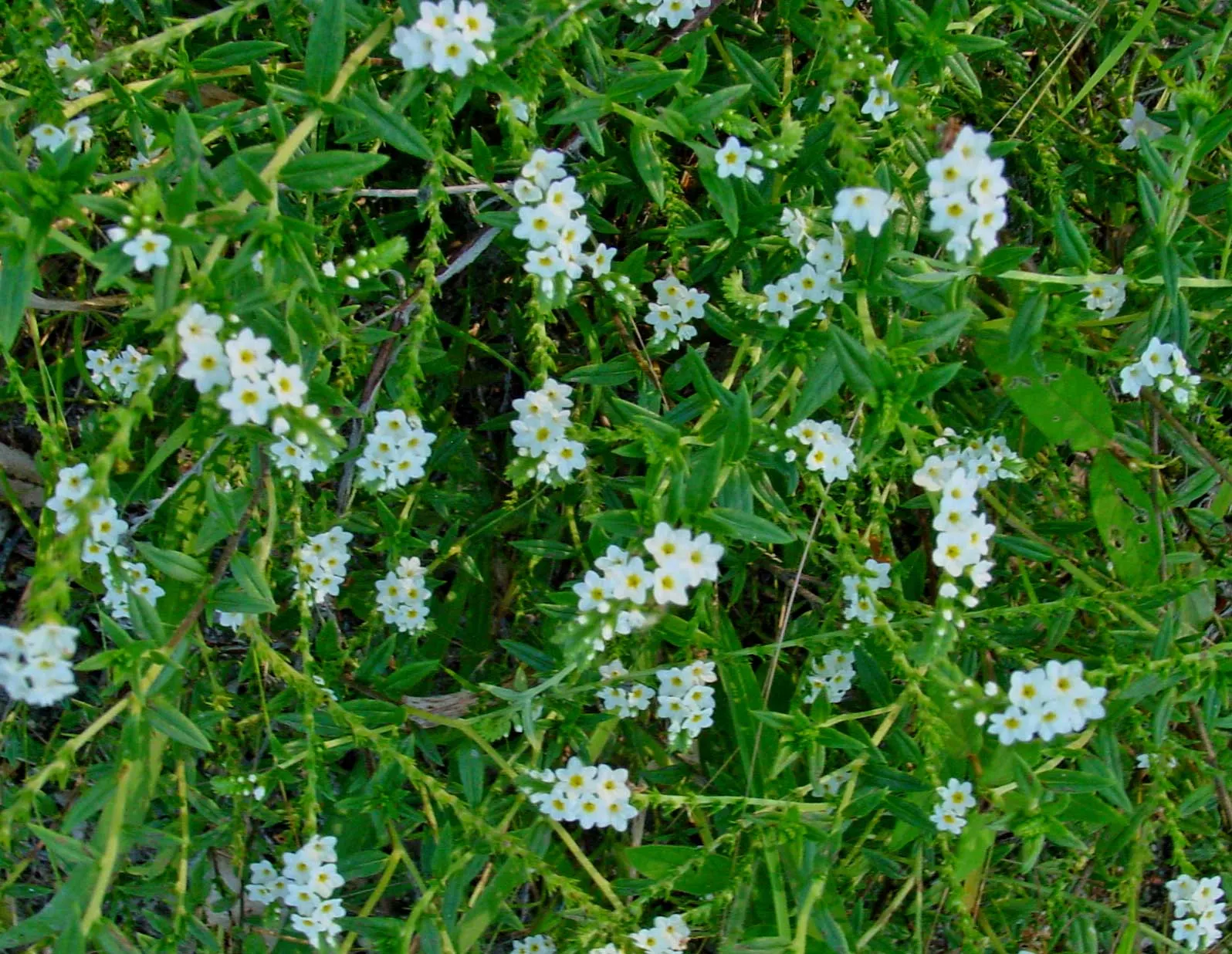 Heliotrope (Heliotropium Arborescens 'Alba') — However, in regions with intense heat, partial afternoon shade will help protect it; is a highly fragrant