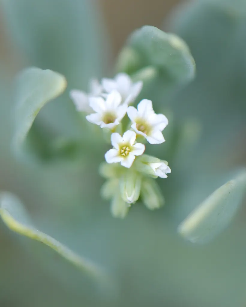 Heliotrope (Heliotropium Arborescens 'Alba') — 'Alba' desires a sunny location receiving at least 6 hours of direct sunlight daily