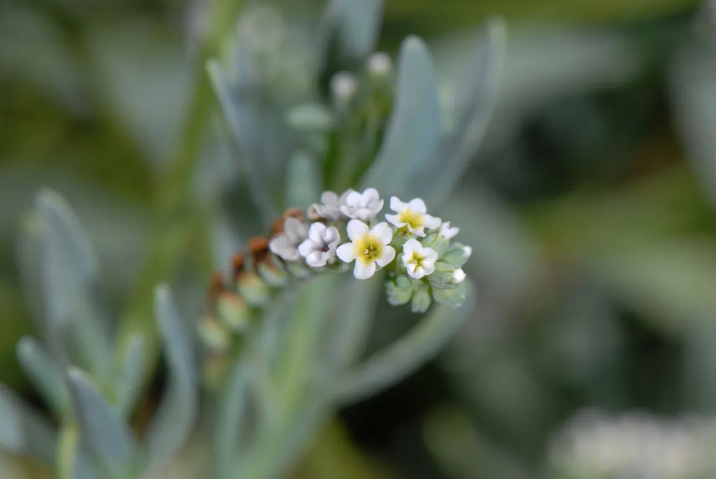 Heliotrope (Heliotropium Arborescens 'Alba') — though gardeners should take care not to overwater.<br><br>When advising clients; boasts clusters of fragrant
