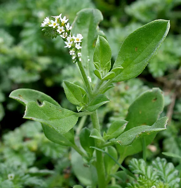 Heliotrope (Heliotropium Arborescens 'Alba') — inform them that all parts of Heliotropium arborescens are toxic if ingested