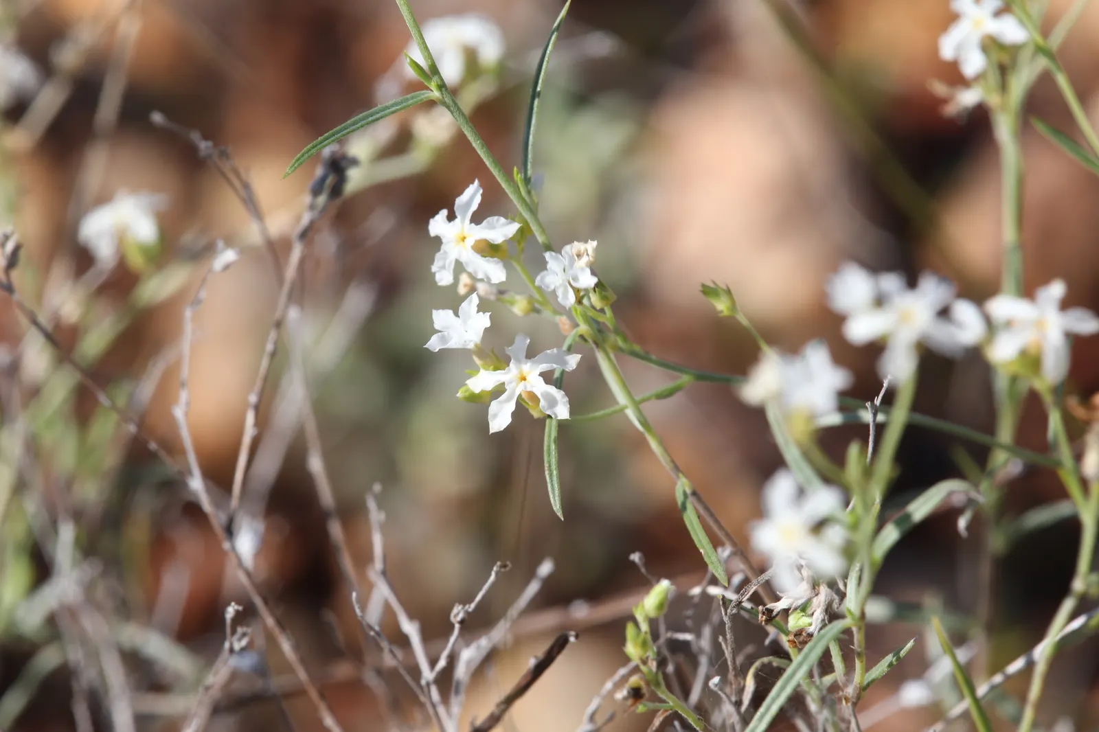 Heliotrope (Heliotropium Arborescens 'Alba') — a charming perennial widely known as the White Heliotrope; this cultivar typically reaches 1-2 feet in height