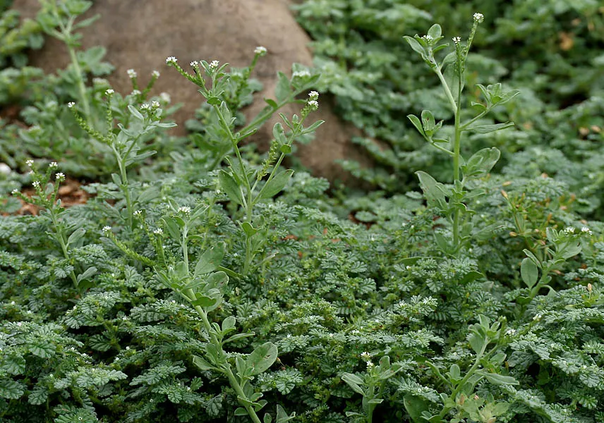 Heliotrope (Heliotropium Arborescens 'Alba') — perennial for full or half or shade