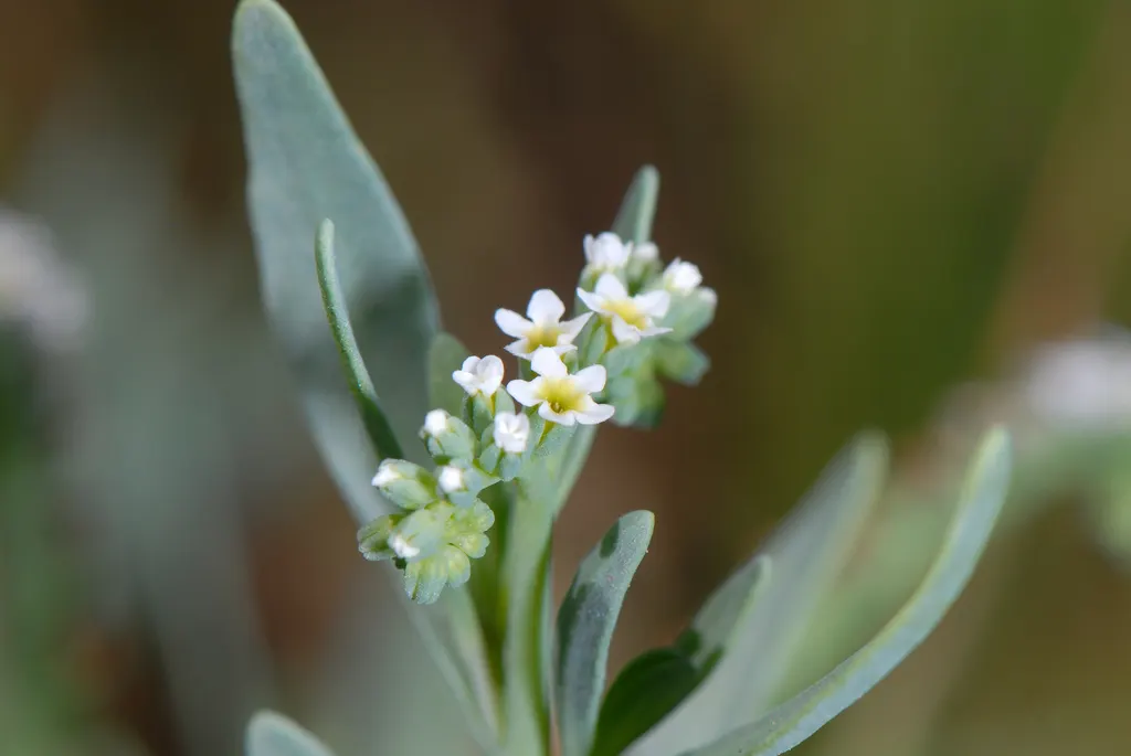 Heliotrope (Heliotropium Arborescens 'Alba') — 'Alba' desires a sunny location receiving at least 6 hours of direct sunlight daily; a charming perennial widely