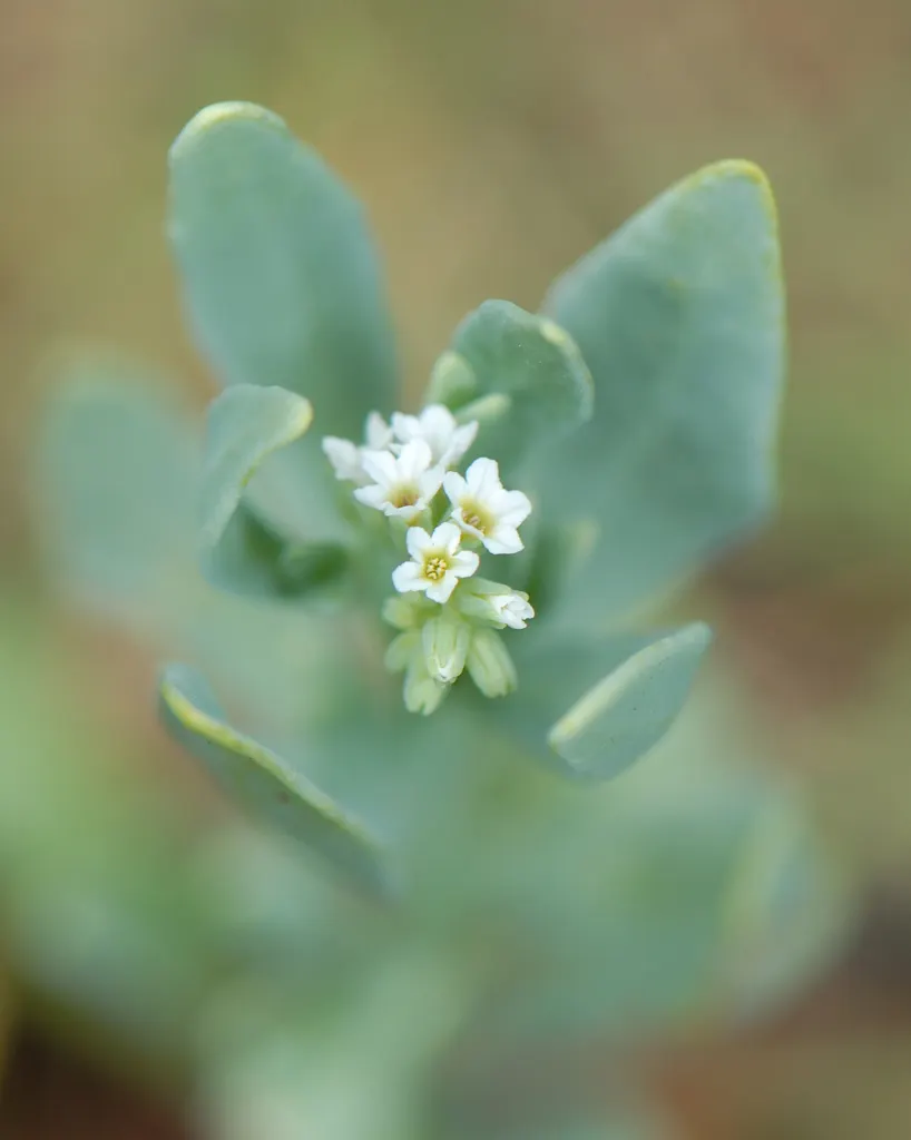 Heliotrope (Heliotropium Arborescens 'Alba') — though gardeners should take care not to overwater.<br><br>When advising clients