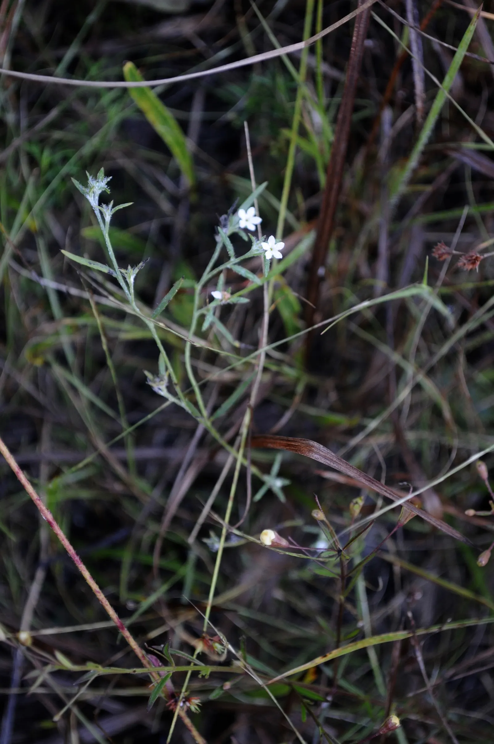 Heliotrope (Heliotropium Arborescens 'Alba') — perennial with white blooms; however, in regions with intense heat, partial afternoon shade will help protect it
