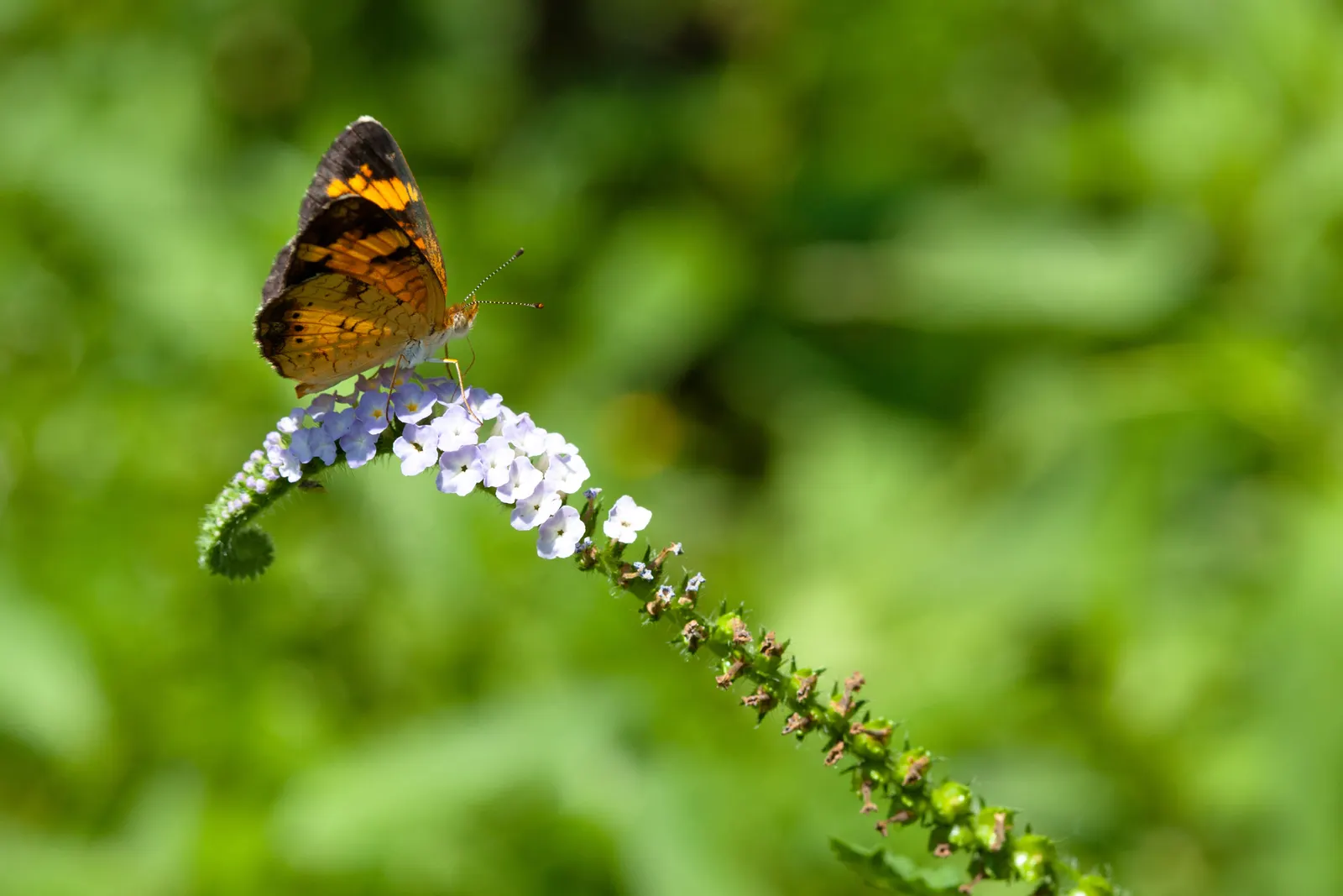 Heliotrope (Heliotropium Arborescens 'Alba') — Ideal for borders, it thrives in full sun to partial shade and prefers well-drained soil