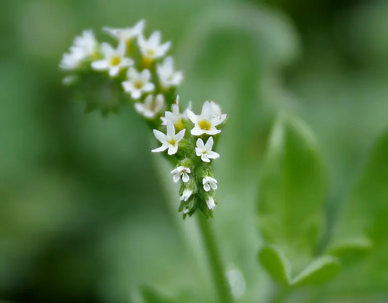 Heliotrope (Heliotropium Arborescens 'Alba') — Ideal for borders, it thrives in full sun to partial shade and prefers well-drained soil; the, image 57