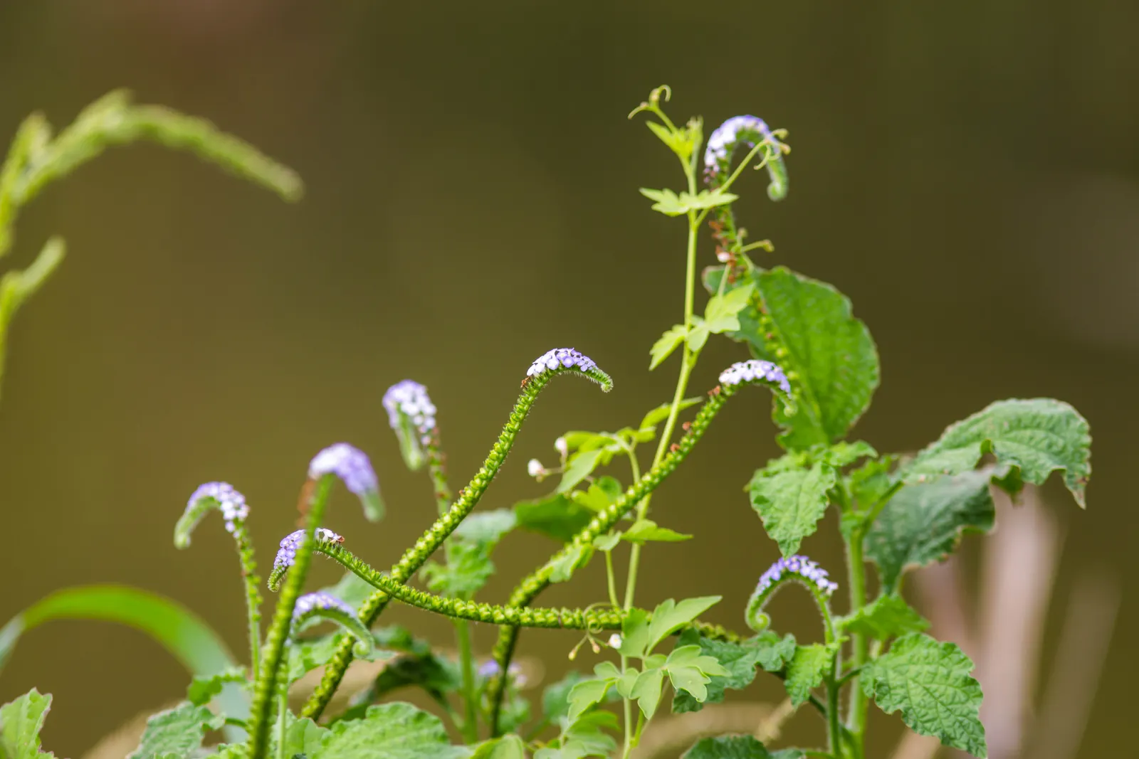 Heliotrope (Heliotropium Arborescens 'Alba') — making it essential to place accordingly if pets or small children frequent the garden area