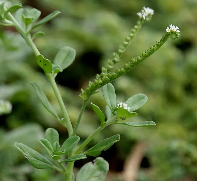 Heliotrope (Heliotropium Arborescens 'Alba') — commonly known as the white-flowered heliotrope or cherry pie plant; well-draining soil and will require