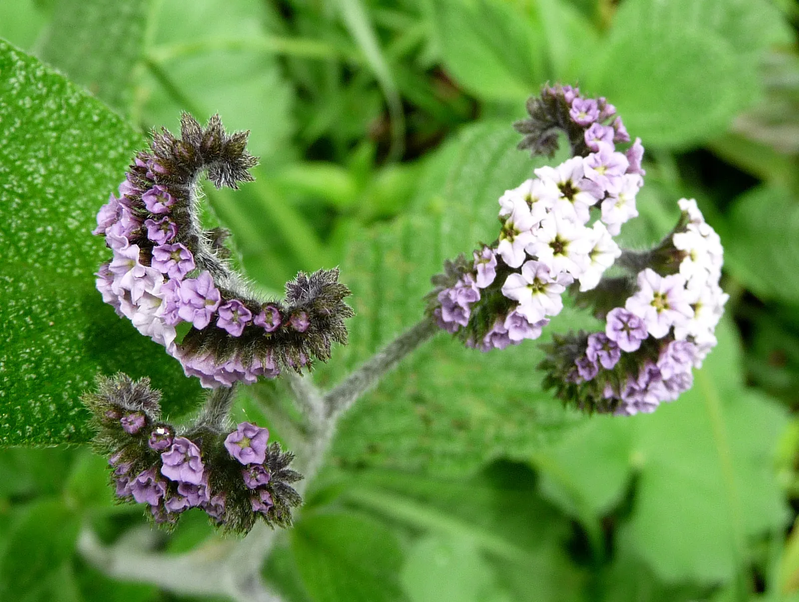 Heliotrope (Heliotropium Arborescens 'Alba') — This cultivar is noted for its pristine white blossoms