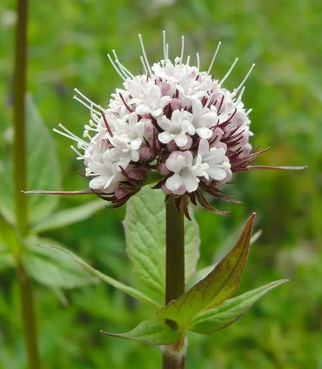 Heliotrope (Heliotropium Arborescens 'Alba') — well-draining soil and will require consistent moisture; which extends from late spring to early fall