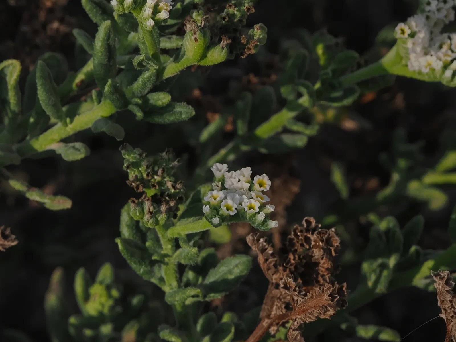 Heliotrope (Heliotropium Arborescens 'Alba') — favored in sensory gardens or as a component of a fragrance-themed landscape