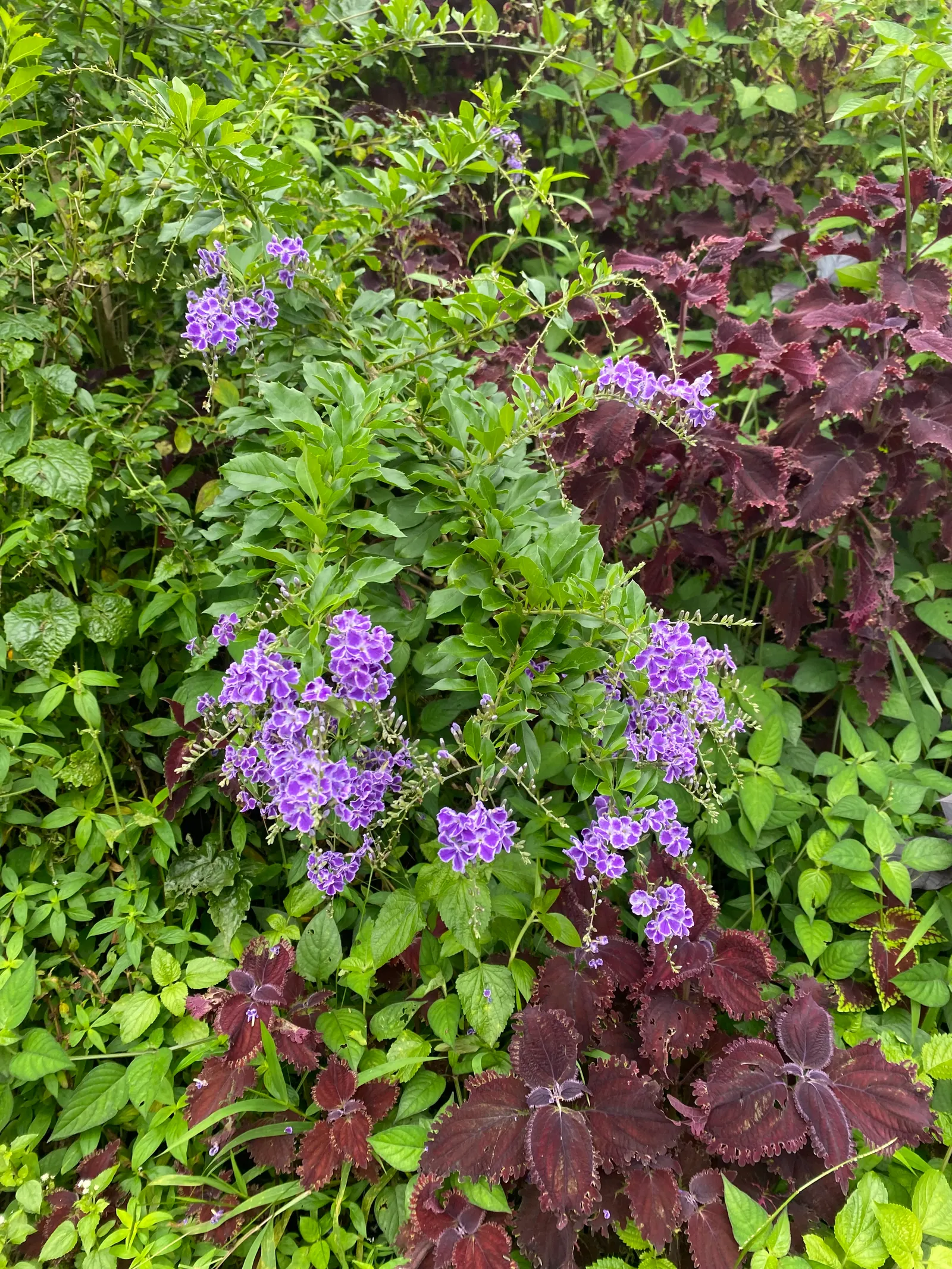 Heliotrope (Heliotropium Arborescens 'Alba') — This cultivar is noted for its pristine white blossoms; it is often grown as an annual in cooler