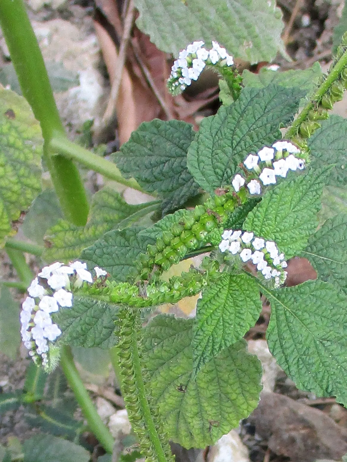 Heliotrope (Heliotropium Arborescens 'Alba') — and while it is perennial in these warmer climates