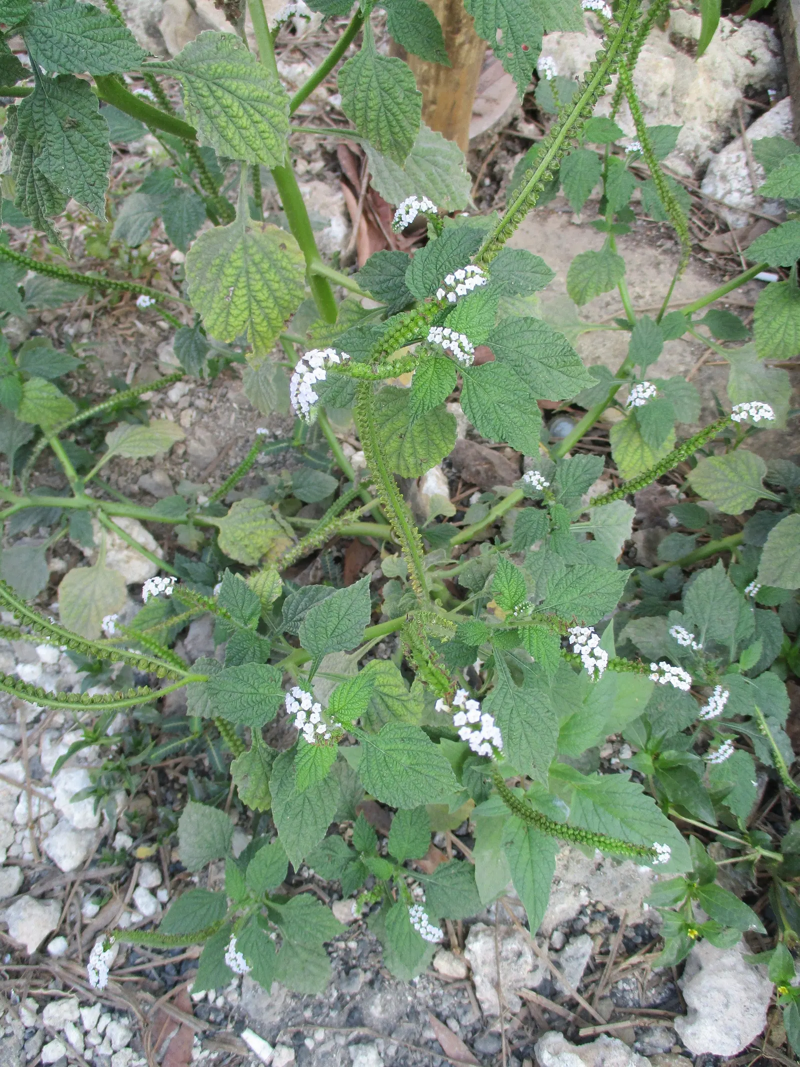 Heliotrope (Heliotropium Arborescens 'Alba') — It has a mounding habit that makes it suitable for borders