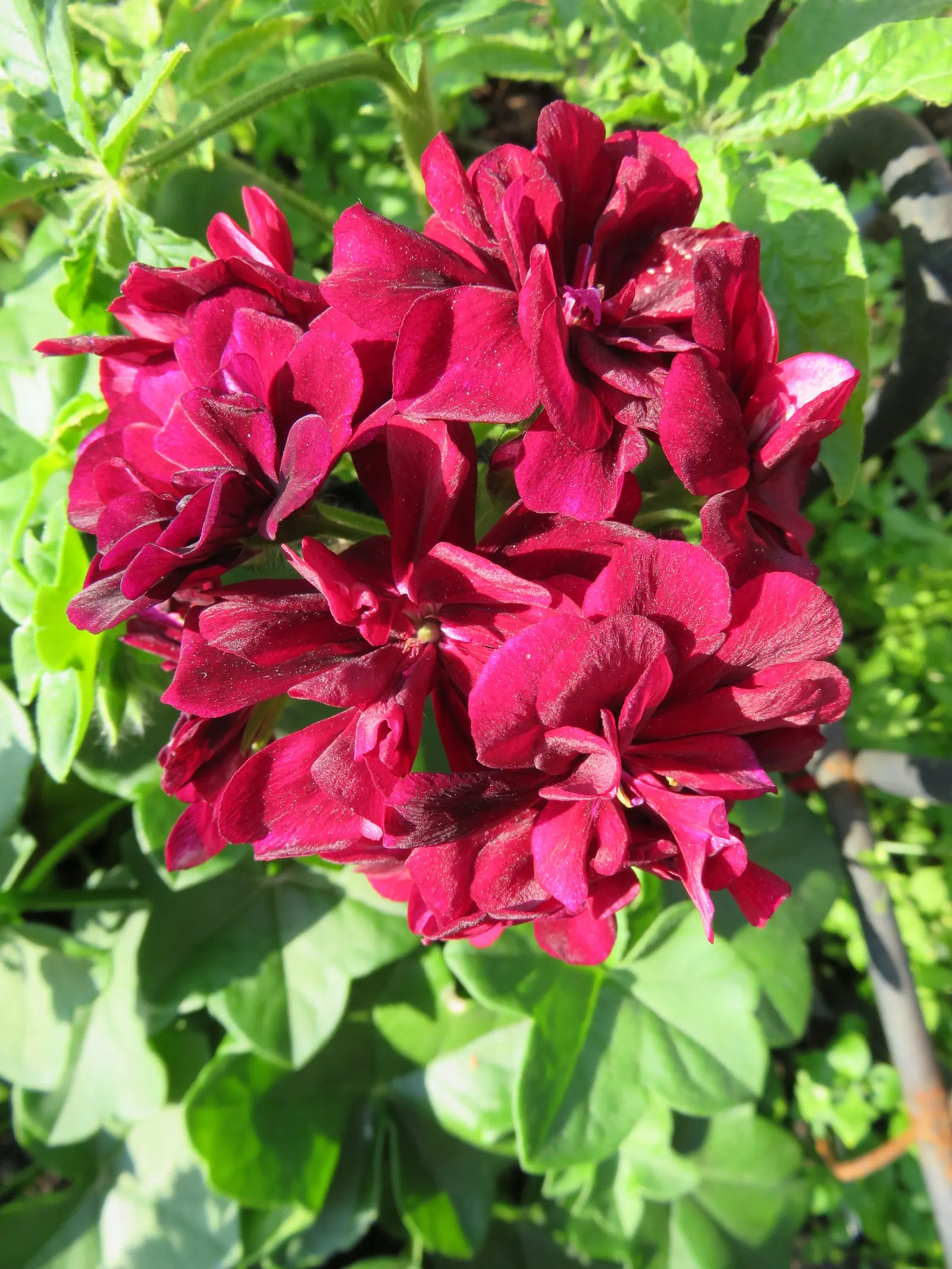 Burgundy Pelargonium (Pelargonium Sidoides 'Burgundy Form') — Pelargonium sidoides 'Burgundy Form,' features striking