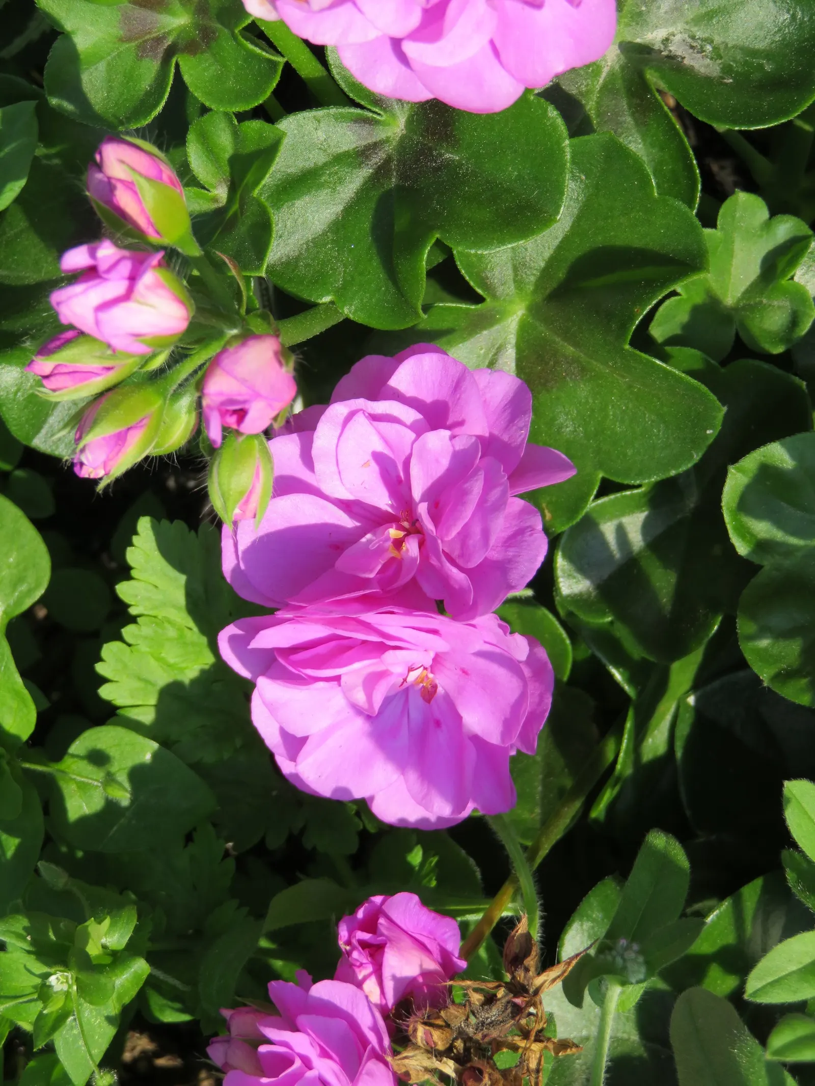 Burgundy Pelargonium (Pelargonium Sidoides 'Burgundy Form') — This hardy perennial grows up to 18 inches tall and wide, thriving in full sun to partial shade