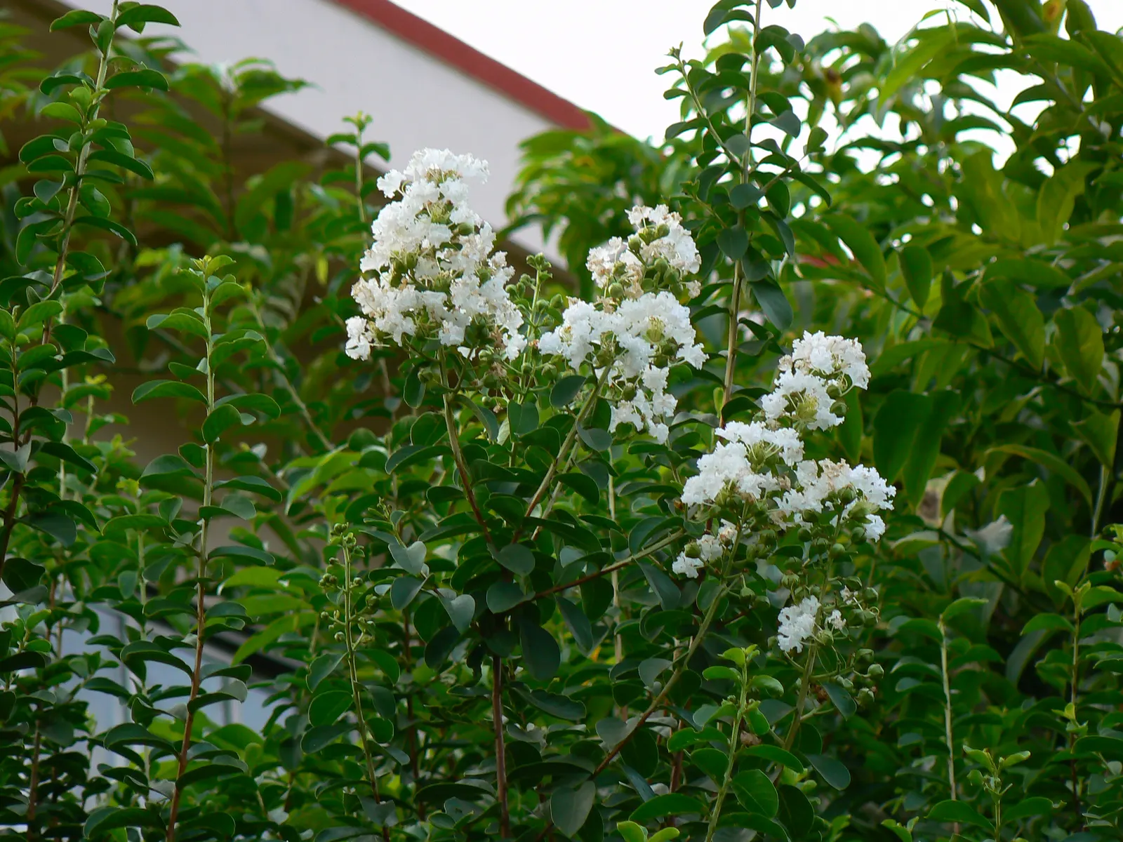 Crape Myrtle (Lagerstroemia Indica) — This deciduous shrub or small tree is renowned for its extensive blooming period and striking flower clusters; making