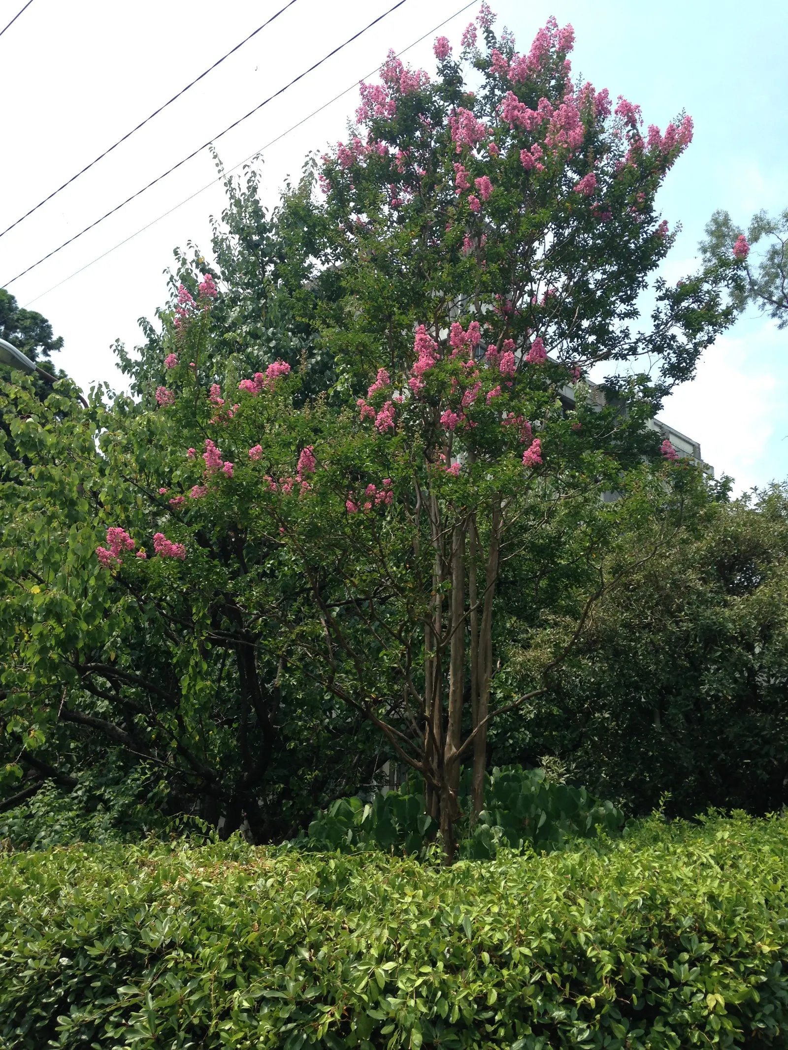 Crape Myrtle (Lagerstroemia Indica) — with mature specimens averaging between 15 to 25 feet in height and 6 to 15 feet in width, image 102