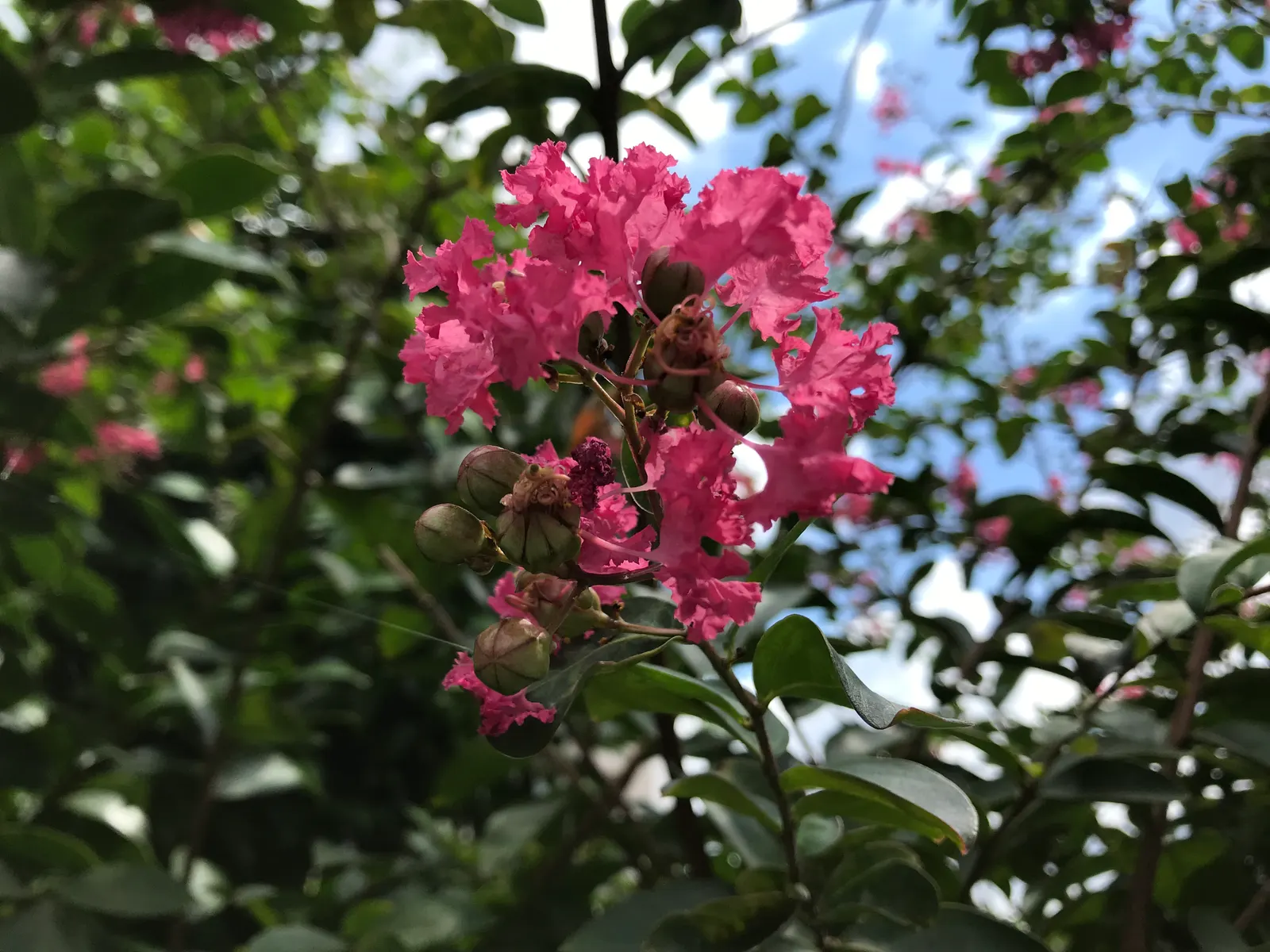 Crape Myrtle (Lagerstroemia Indica) — making them versatile for both smaller gardens and larger landscapes; and they thrive in well-draining soil, image 103
