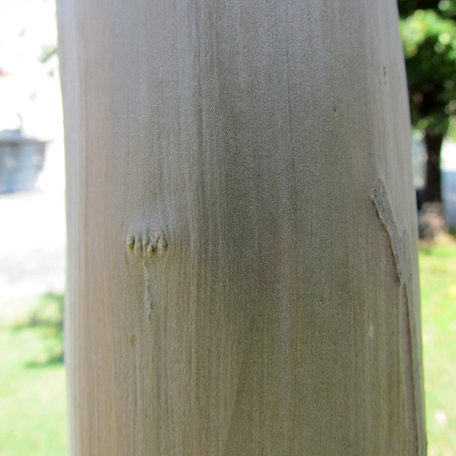 Crape Myrtle (Lagerstroemia Indica) — adding additional visual interest; prefers full sun and well-drained soil, image 105
