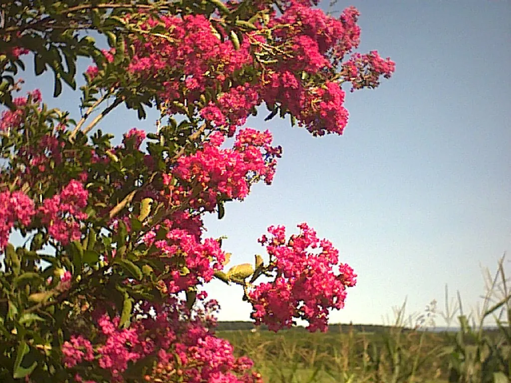 Crape Myrtle (Lagerstroemia Indica) — Hardiness is another virtue of the Crape Myrtle; the blossoms typically emerge from late spring until autumn