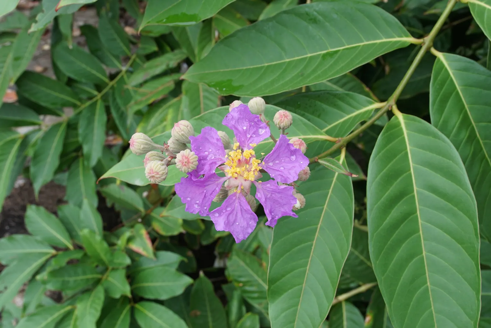 Crape Myrtle (Lagerstroemia Indica) — making them versatile for both smaller gardens and larger landscapes; and they thrive in well-draining soil with a pH