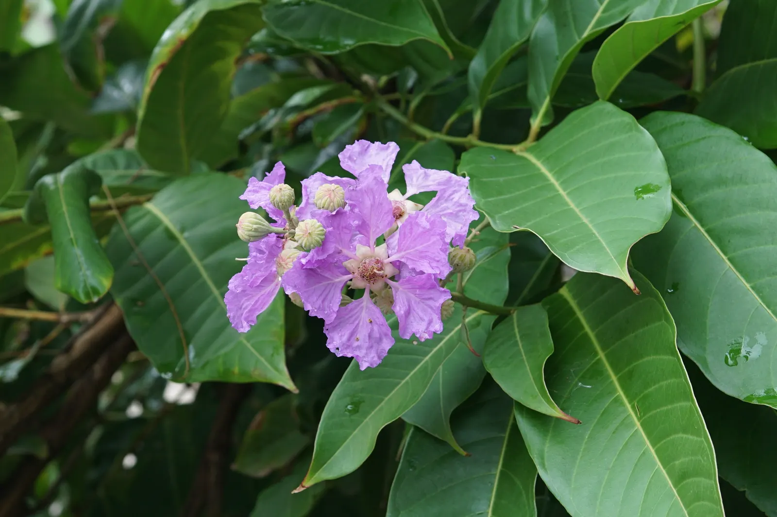 Crape Myrtle (Lagerstroemia Indica) — The blossoms typically emerge from late spring until autumn; the Crape Myrtle (Lagerstroemia indica) is a versatile