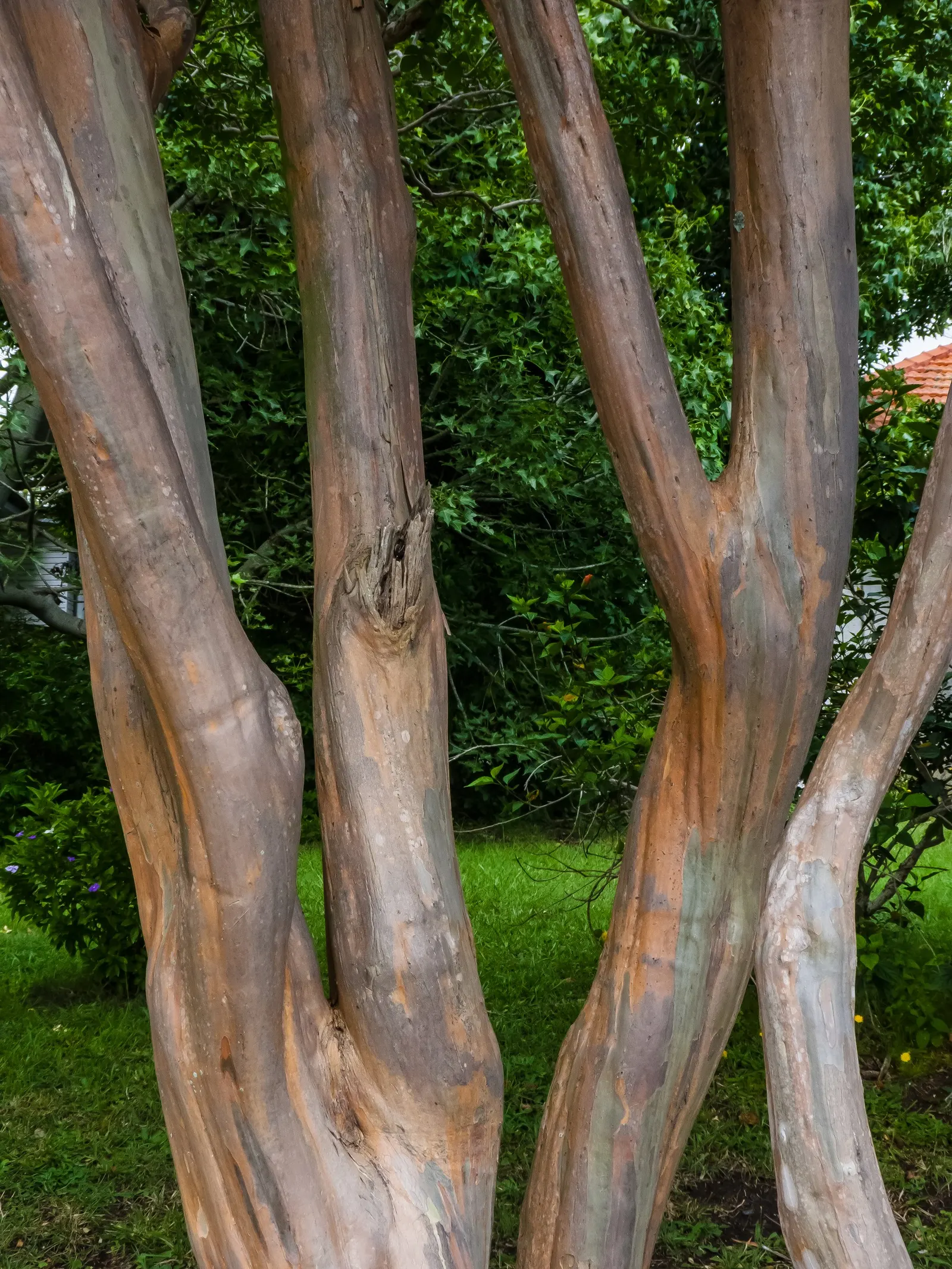 Crape Myrtle (Lagerstroemia Indica) — The Crape Myrtle (Lagerstroemia indica) is a versatile, flowering shrub/small tree, thriving in USDA zones, image 88