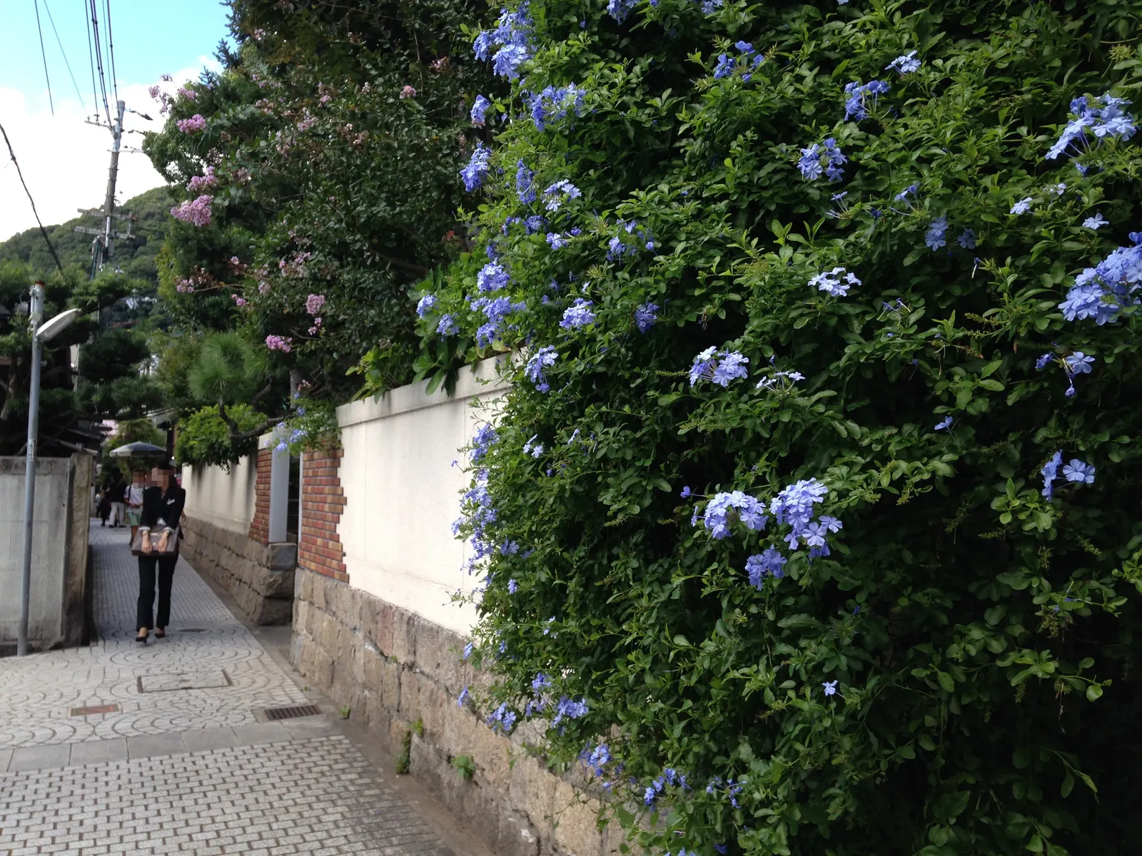 Crape Myrtle (Lagerstroemia Indica) — It's advisable to remove spent flowers and prune in late winter for the best results; these plants prefer, image 140