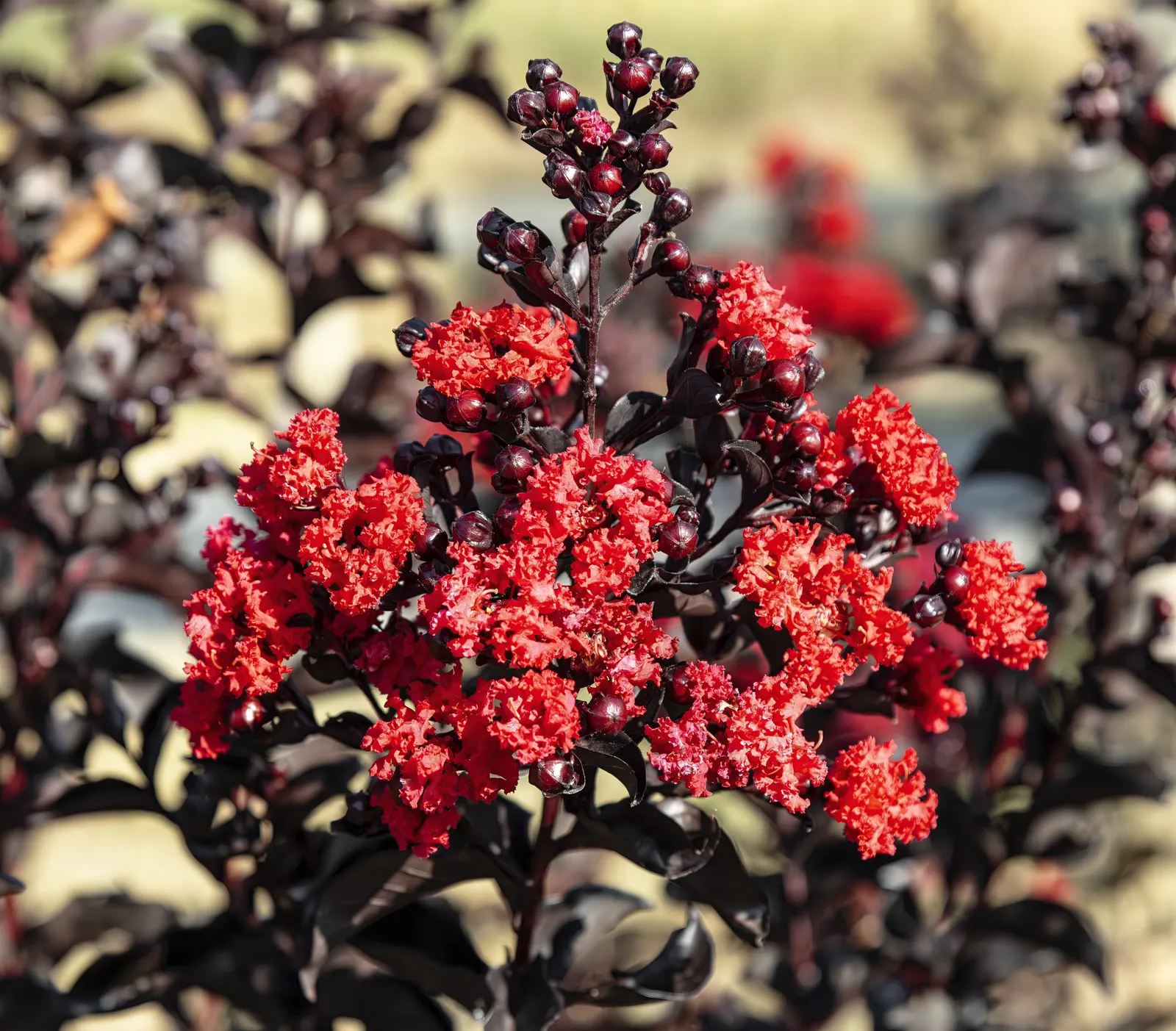 Crape Myrtle (Lagerstroemia Indica) — these plants prefer full sun; requiring at least 6 hours of direct sunlight per day, image 107