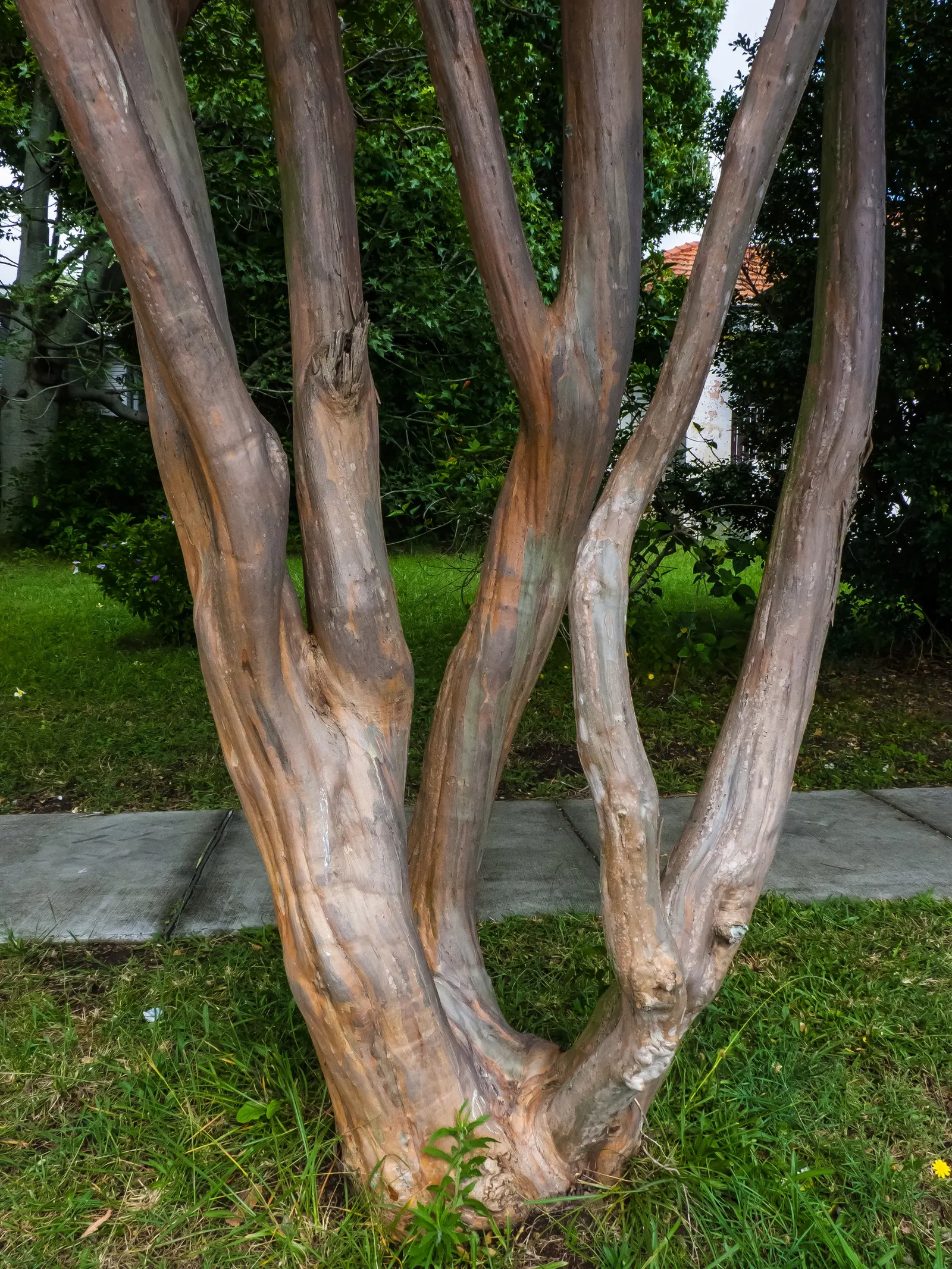 Crape Myrtle (Lagerstroemia Indica) — Mature specimens reach 15-25 feet in height and spread 6-15 feet; it features clusters of vibrant flowers, image 92