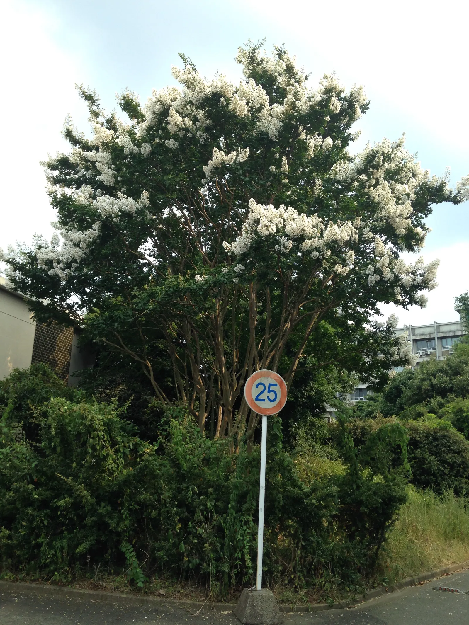 Crape Myrtle (Lagerstroemia Indica) — pink and red flowers in the garden; which can range in color from vivid pinks and purples to whites and reds, image 143