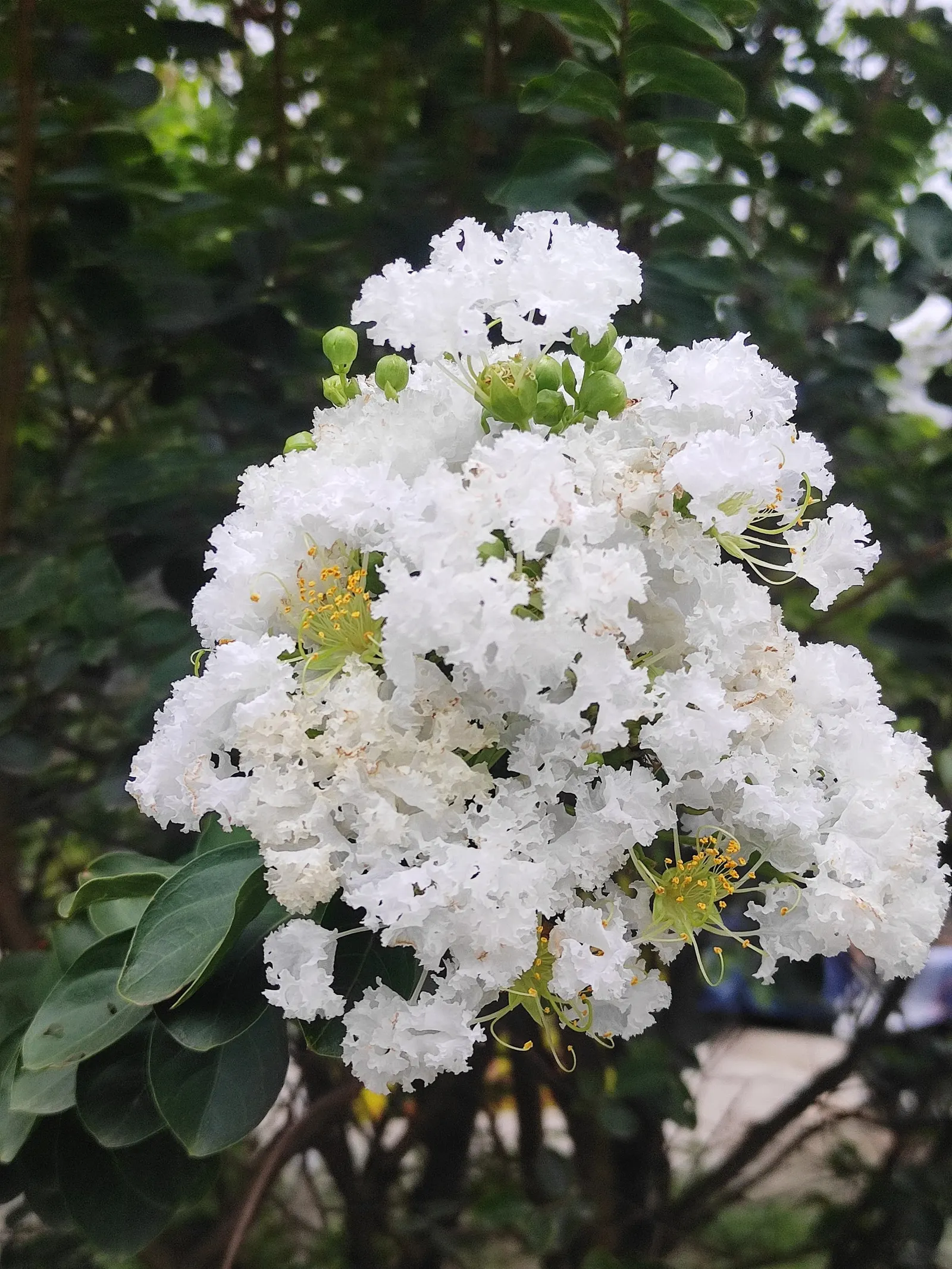 Crape Myrtle (Lagerstroemia Indica) — making them an excellent low-fuss addition to any client's garden; mature specimens reach 15-25 feet in height and spread