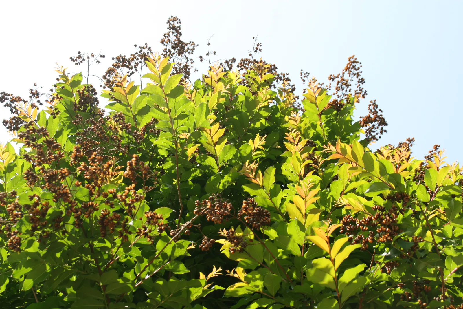 Crape Myrtle (Lagerstroemia Indica) — with shades ranging from pink to red