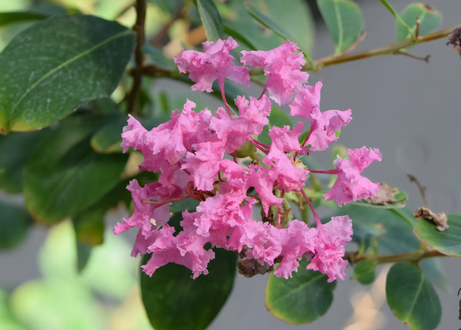 Crape Myrtle (Lagerstroemia Indica) — scientifically known as Lagerstroemia indica; grown for its extended summer bloom, image 96