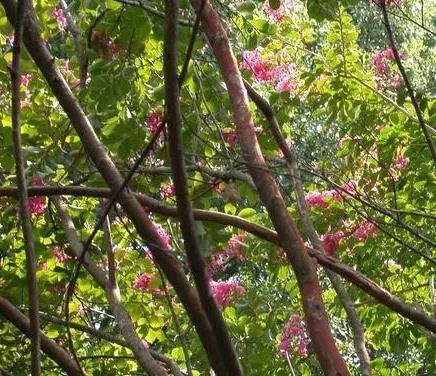 Crape Myrtle (Lagerstroemia Indica) — Prefers full sun and well-drained soil; their exfoliating bark peels back to reveal a smooth and mottled underlayer