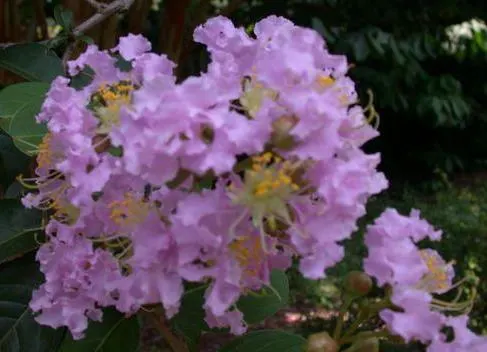 Crape Myrtle (Lagerstroemia Indica) — offering a long-lasting display of color.<br><br>Crape Myrtles can vary in size; drought tolerant once established and