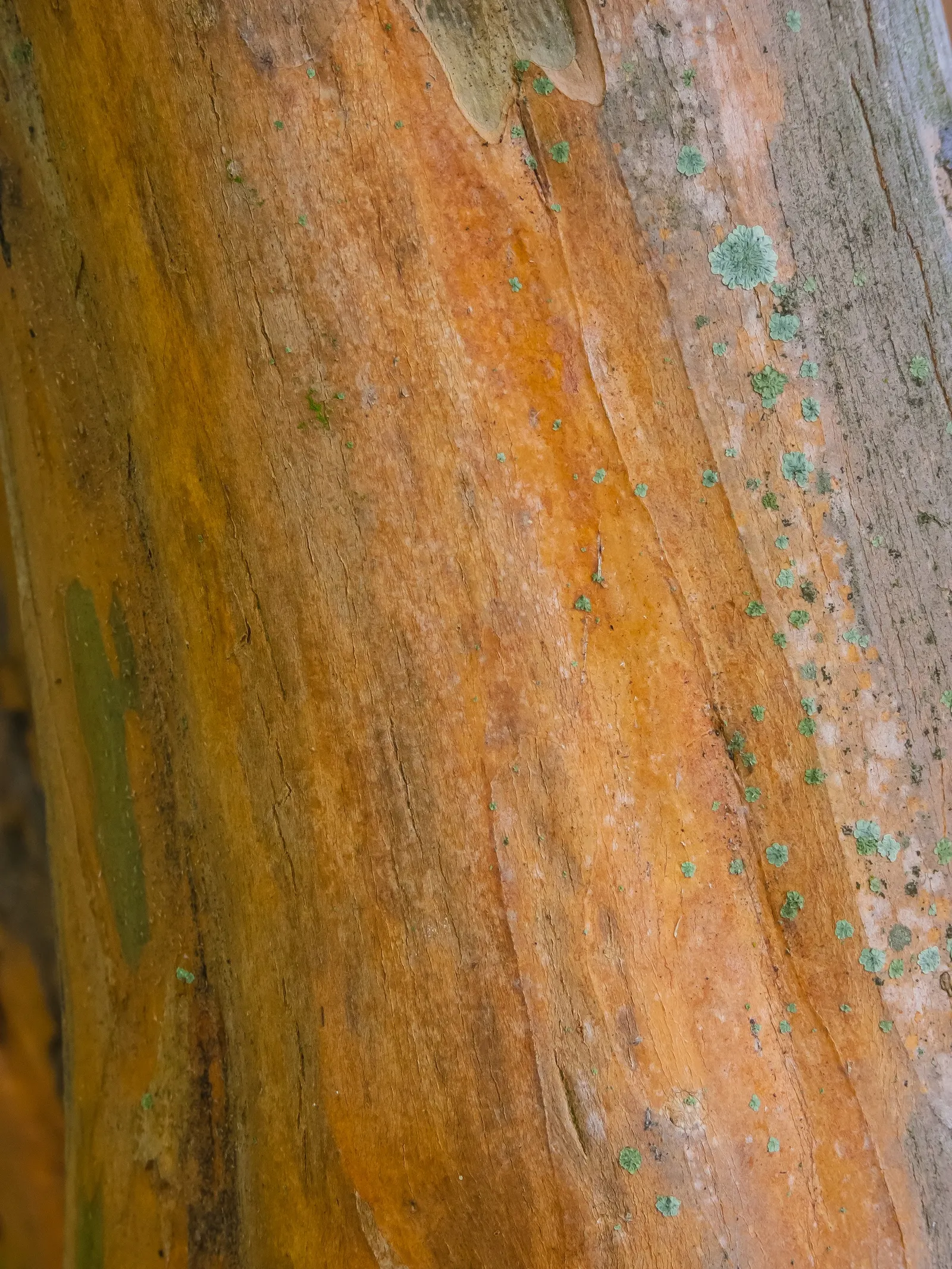 Crape Myrtle (Lagerstroemia Indica) — Exfoliating bark and attractive fall foliage add year-round interest; is a quintessential choice for adding, image 93