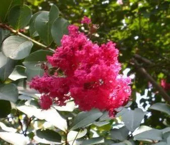 Crape Myrtle (Lagerstroemia Indica) — Drought tolerant once established and requires minimal maintenance; it's advisable to remove spent flowers, image 153