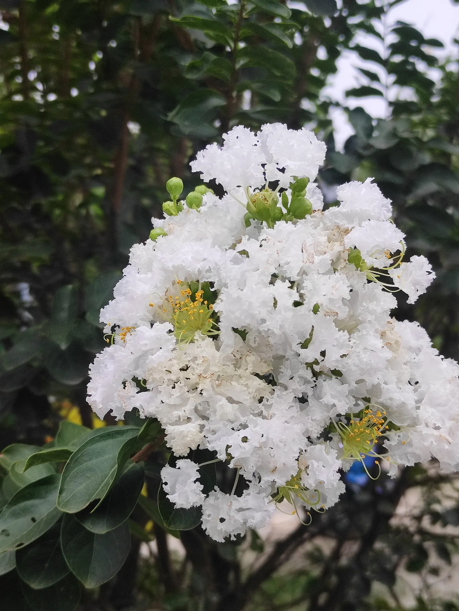 Crape Myrtle (Lagerstroemia Indica) — Crape Myrtles are relatively low maintenance and have minimal pest and disease concerns; pink and red flowers in the