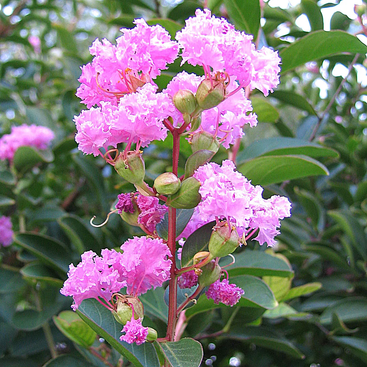 Crape Myrtle (Lagerstroemia Indica) — is a quintessential choice for adding vibrant color and architectural interest to landscape designs, image 97