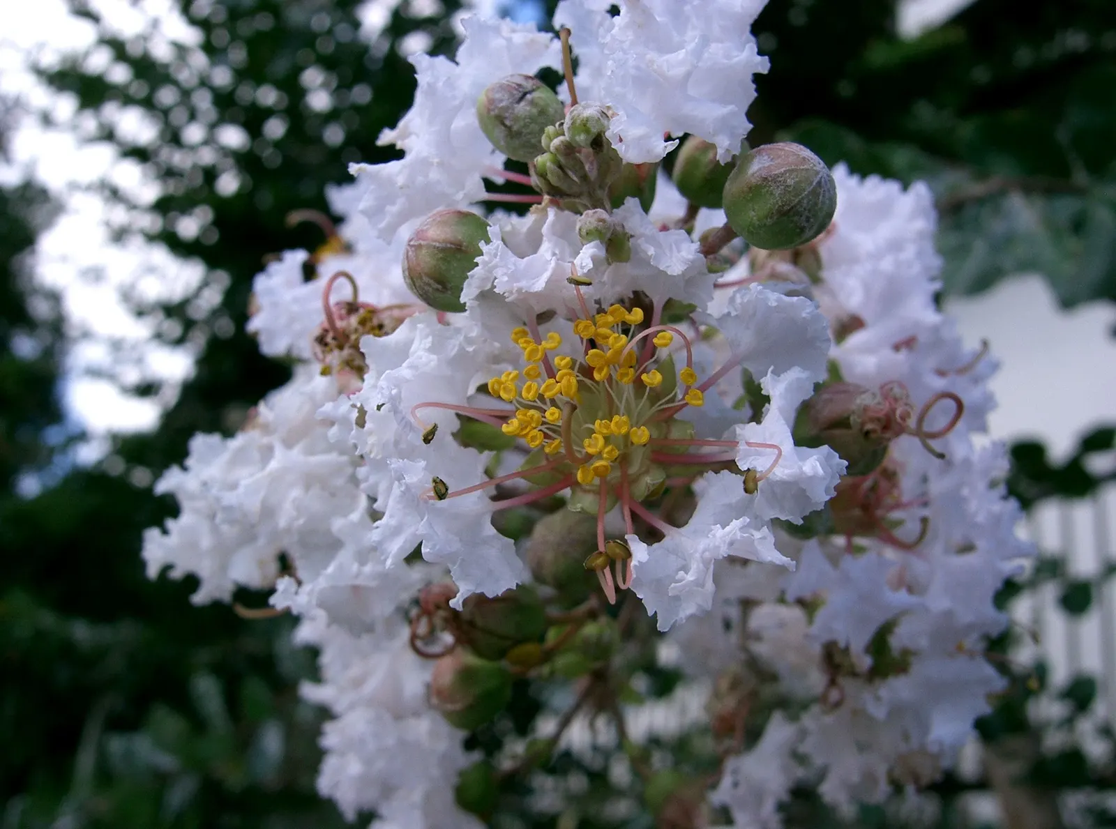 Crape Myrtle (Lagerstroemia Indica) — with mature specimens averaging between 15 to 25 feet in height and 6 to 15 feet in width, image 44